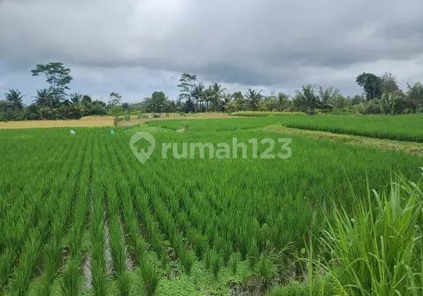 Dijual Murah Tanpa Perantara, Langsung dengan Pemilik, Tanah Sawah di Pejeng Kangin, Tampaksiring, Gianyar Bali