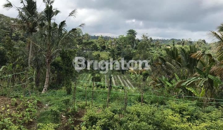 Tanah 22 Are Payangan Jalan Utama View Jurang Jungle Cocok Villa