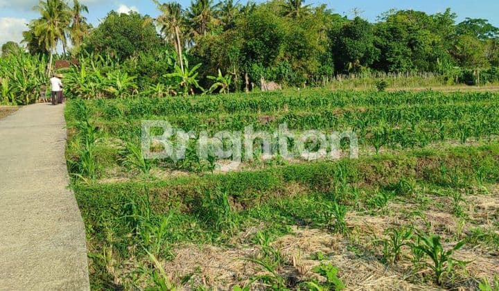 Tanah 30,5 Are Itr Hijau 5 Menit Ke Pantai Kelating