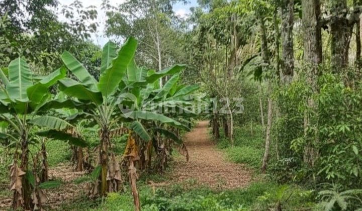 Dijual Tanah Luas Kosong Multifungsi Di Daerah Ciamis