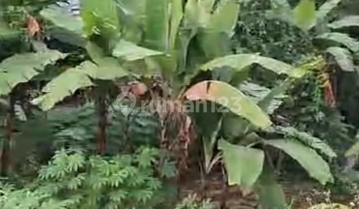 Dijual Tanah di kp nangoh cimande bogor, Cimande