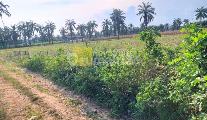 Di Jual Tanah Bangun Rejo