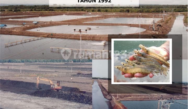 JUAL TANAH LUAS 195 HEKTAR DI JL PAJALELE BONE SULAWESI SELATAN