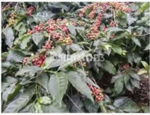 KEBUN KOPI ARABIKA