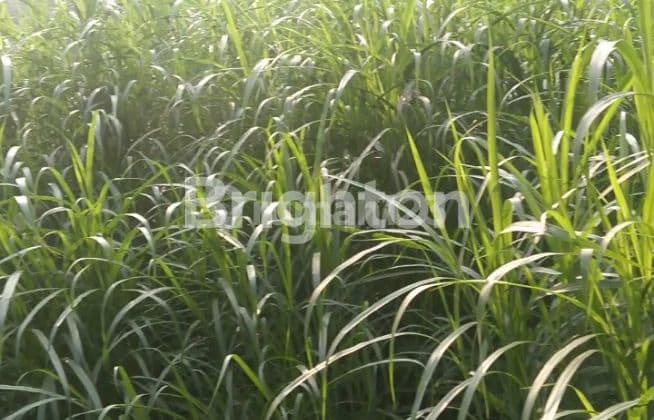 Red Zone on Salatiga Ring Road.