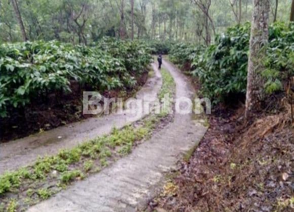 KEBUN KOPI MURAH Di TEMANGGUNG