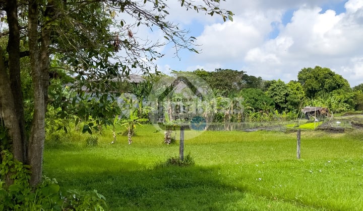 Jual Kavling Di Gang Mango Canggu. Luasan Kecil. Sangat Langka. Hanya 2 Menit Ke Tamora Square.