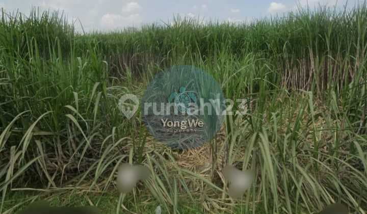 Cheap Land for Sale in Mojokerto in the Sidorejo Area