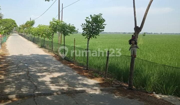 Tanah Sawah Strategis Bebas Banjir Di Pebayuran Bekasi Utara Jawa Barat