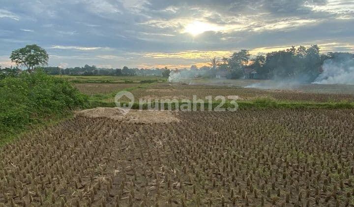 Tanah Padat Sawah di Babat Legok Tangerang Banten