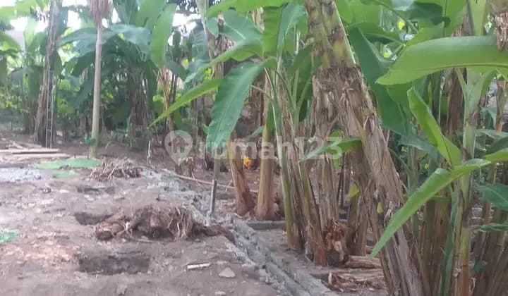 DISEWAKAN RUMAH KECIL MUNGIL DENGAN SUASANA LEGA & LELUASA