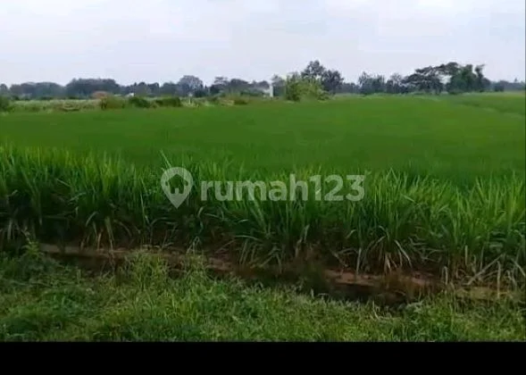 Sawah Apik Nian Menyegarkan Mata Di Teras Boyolali Sawah Apik Nian Menyegarkan Mata Di Teras Boyolali