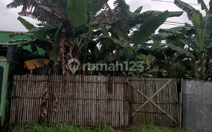 Tanah Manis Bonus Pohon Pisang di Gentan Baki Sukoharjo Tanah Manis Bonus Pohon Pisang di Gentan Baki Sukoharjo