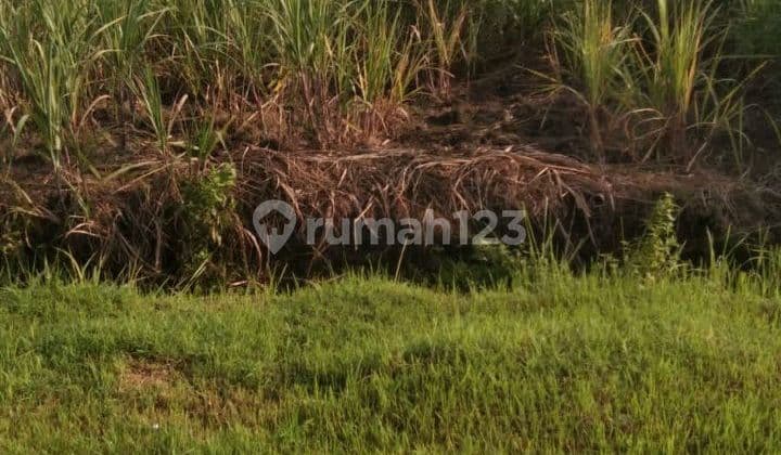 Sawah Istimewa Zona Hijau di Sidoharjo Singopadu Sragen