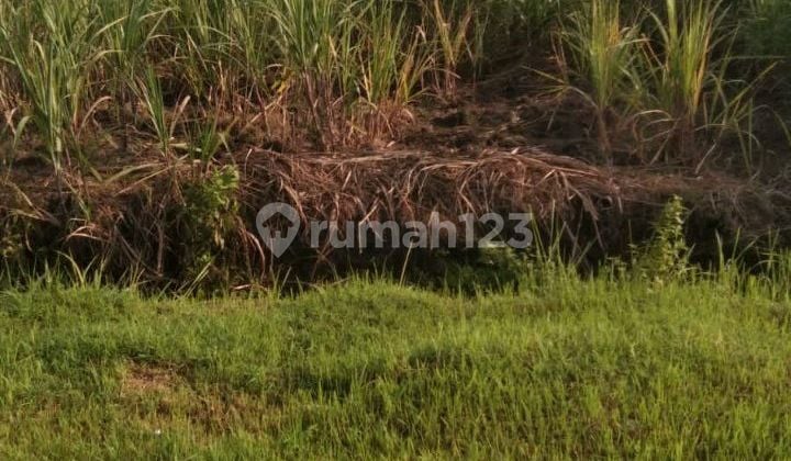 Sawah Istimewa Zona Hijau di Sidoharjo Singopadu Sragen