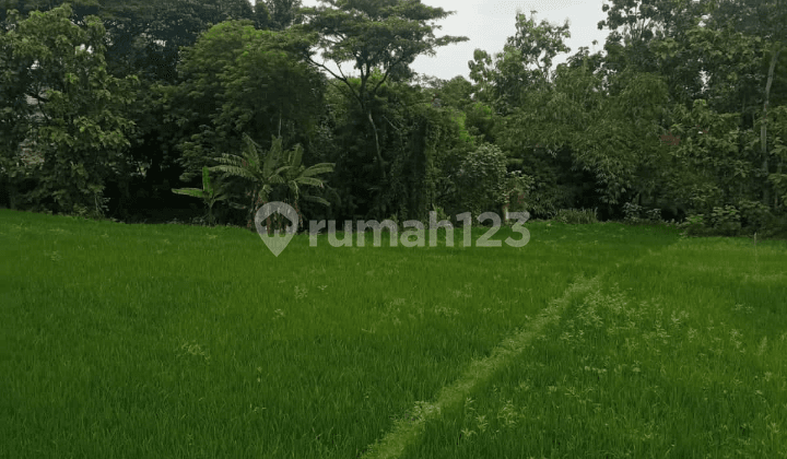 Sawah Menawan Adem Dekat Pusat Perkantoran Karanganyar