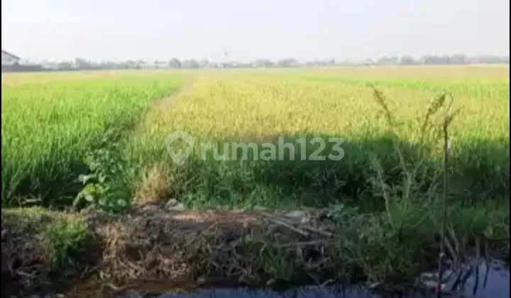 Dijual Sawah Produktif dan bisa untuk Investasi Dijual Sawah Produktif dan bisa untuk Investasi
