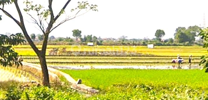 Tanah Sawah Luas 1,2 Hektar Harga Nego Cileunyi Kulon Bandung