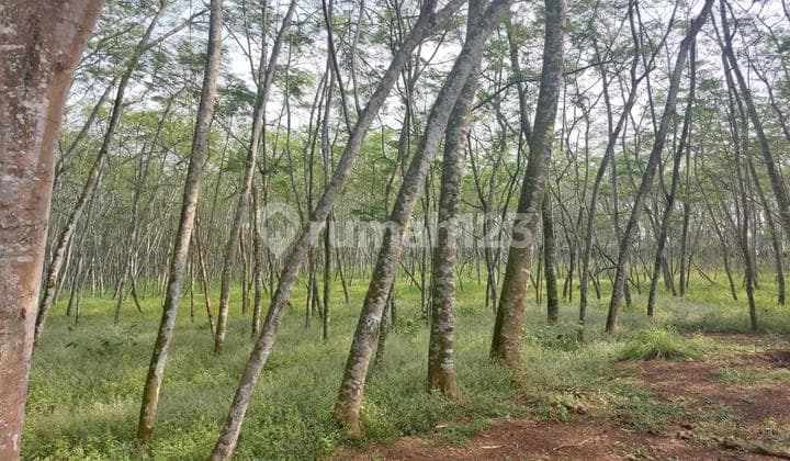 Tanah Super Luas 25.000 M² (2,5 Ha) Cikupa Tangerang Akses Kedaton Golf Suvarna Sutera Siap untuk Perumahan