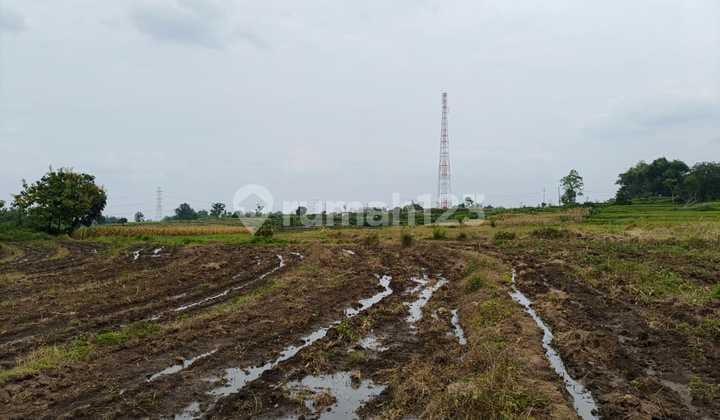 Dijual Lahan Sawah Tanjung Kenongo Pacet Mojokerto