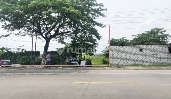 Tanah 1,5juta Permeter Di Jalan Lasem Rembang