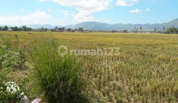 Di Jual Tanah Persawahan Aktif di Perkotaan.