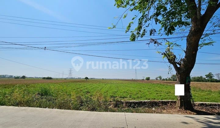 Tanah Sawah Di Jalan Raya Tambelang
