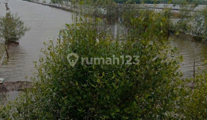 Dijual Tanah Di Kaliwungu Kendal Shm