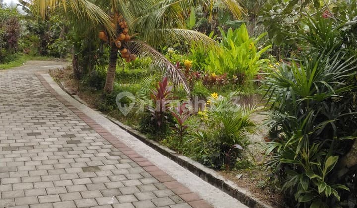 Tanah 4000 M2 Siap Huni Lingkungan Tenang Pedesaan di Kawasan Marga Tabanan Bali