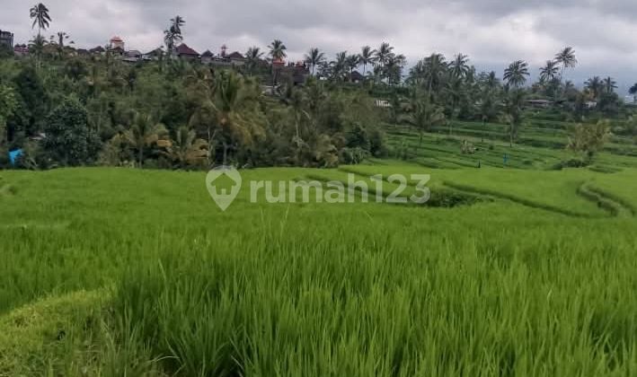 For Sale: Productive Rice Fields, Highly Profitable for Long-Term Investment in Petang Badung Area.