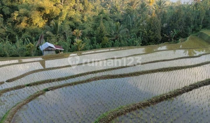 Sawah Dan Kebun Produktif Dengan View