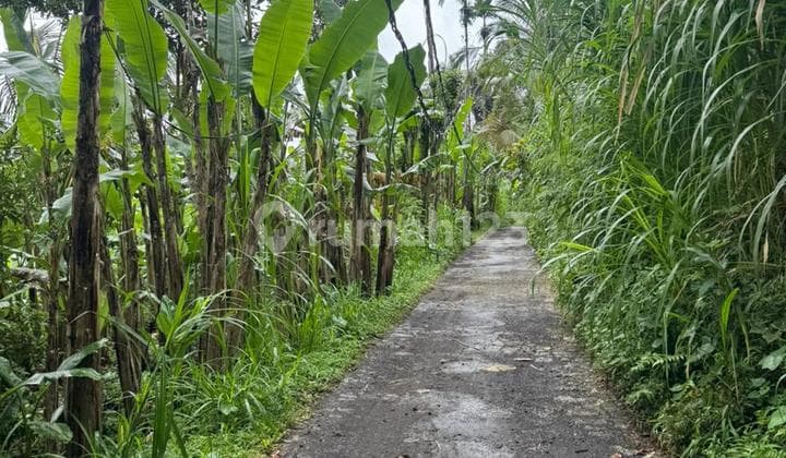 Tanah 2000 M2 di Kerta Payangan Ubud Bali