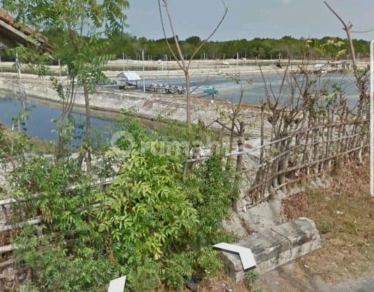 Dijual Tambak Udang Aktif & Produktif di Pamekasan Pinggir Jalan Dijual Tambak Udang Aktif & Produktif di Pamekasan Pinggir Jalan