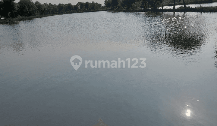 Tambak Bandeng Aktif Dijual Cepat Daerah Sidoarjo, bisa untuk Passive Income