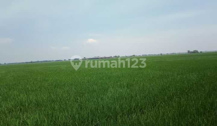 DIJUAL LAHAN SAWAH 1,9HEKTAR DI KABUPATEN BEKASI