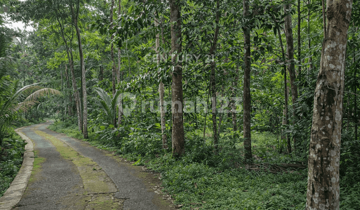 Tanah 1175M2 di Cangkringan Ideal untuk Bisnis dan Investasi