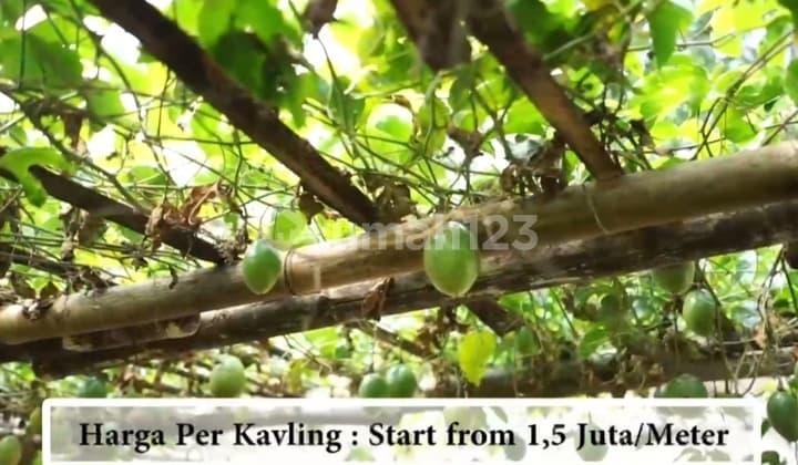 Tanah Kavling Puncak Murah di Jl.cidokom No 8 Citeko Cisarua Puncak Bogor, Bogor SHM 2.000 m²