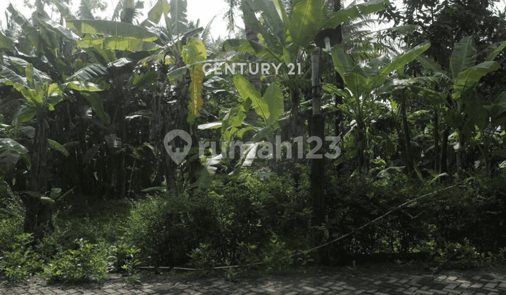 Tanah Luas 490 M2 Cocok Untuk Investasi Di Minggir Sleman