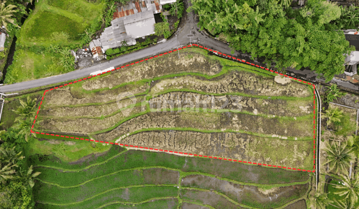 Tanah Sawah dengan Ld 150M di Sleman Utara Dekat Pasar Pakem