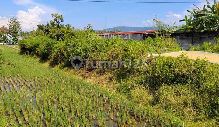 Tanah Sawah 2210M2 di Jl Parangtritis Dekat Pasar Pundong