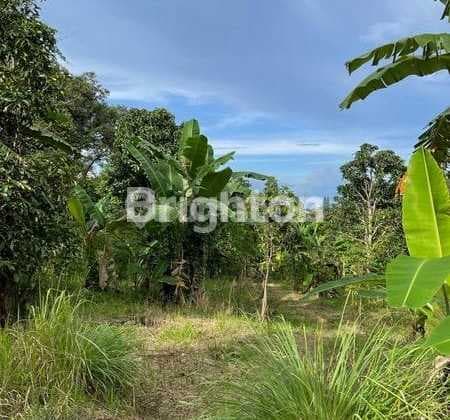 Dijual Kebun Duren Seluas 2 Hektar Di Leuwiliang Bogor Dengan Harga Rp: 350k/meter