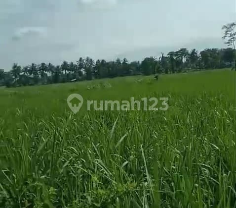 DIJUAL LAHAN TEBU DI KETAWANG GONDANGLEGI MALANG