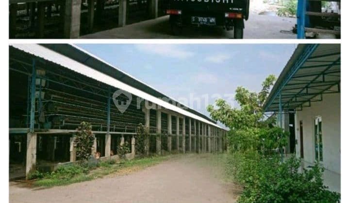 Peternakan Ayam Aktif Jombang Jawa Timur