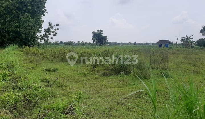 Dijual Tanah Lelang Murah Ds Sawo Gresik