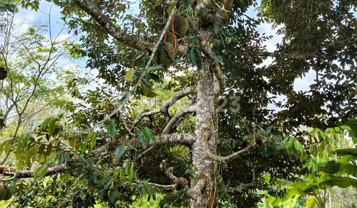 Dijual Tanah Jl Raya Cibeber Cianjur