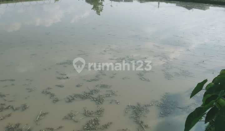 Tanah Sawah Lokasi Strategis Pinggir Jalan