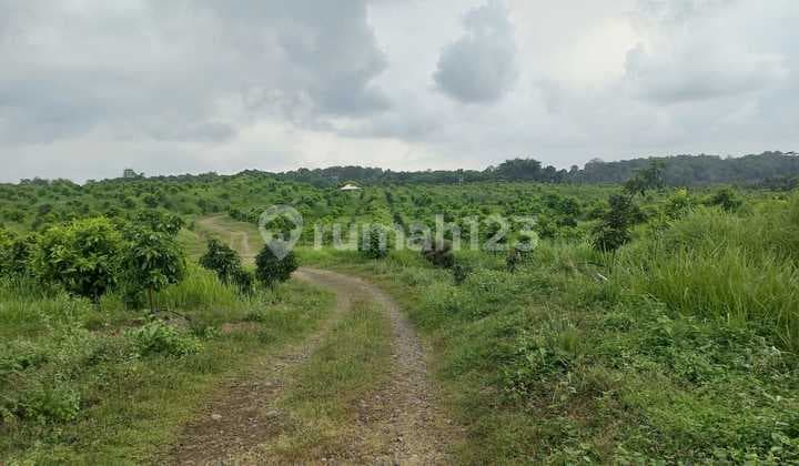 Fruit Garden Land for Sale in Indramayu Sanca Gantar