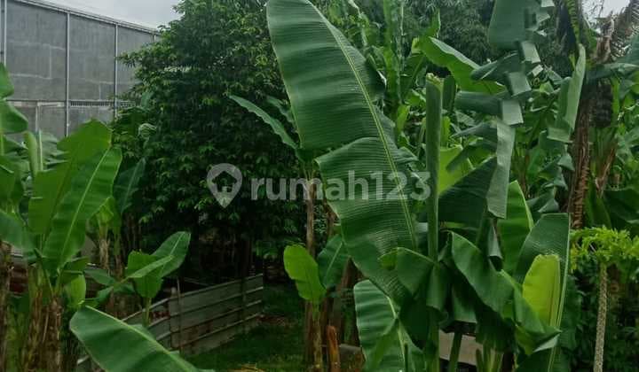 Tanah Kosong 1200m Serba Guna Row Jalan Luas di Desa Babat Legok.