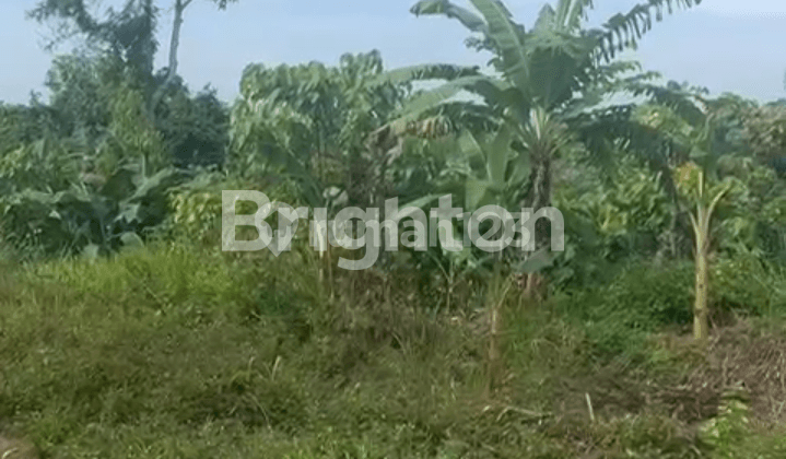 tanah kebun dan dijual di kampung Jawa batu Besaung Sempaja samarinda