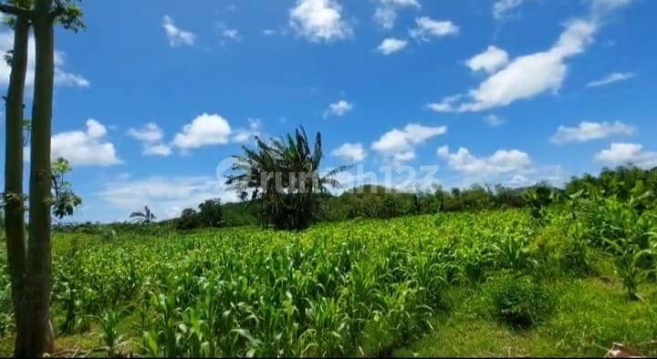 Lahan Strategis 2 Hektar, Zona Pink Dekat Pantai Kuta